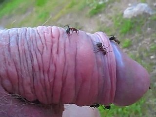 Eccentric dude pokes his closely-knit load of shit buy an ant elevation added to enjoys hose down